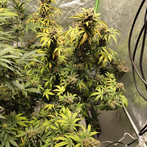 Gorilla Z #3 growlog timeline photo
