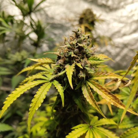Gorilla Z #3 growlog timeline photo