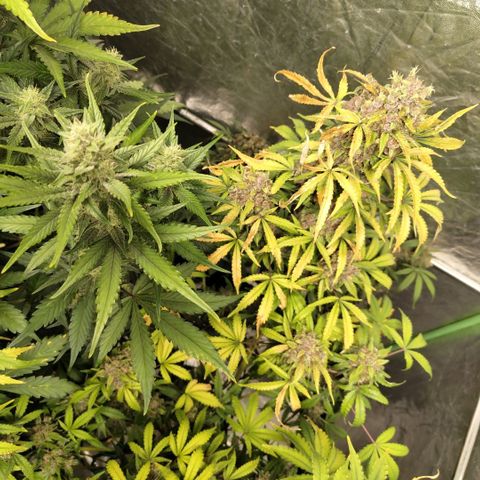 Gorilla Z #3 growlog timeline photo