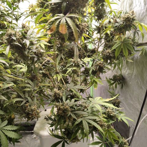 Gorilla Z #3 growlog timeline photo