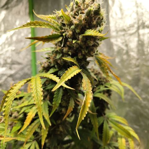 Gorilla Z #3 growlog timeline photo