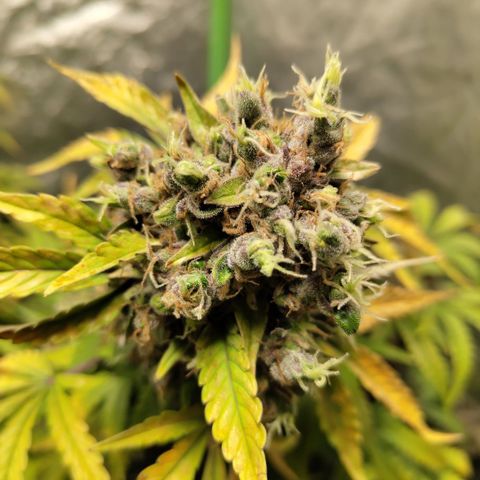 Gorilla Z #3 growlog timeline photo
