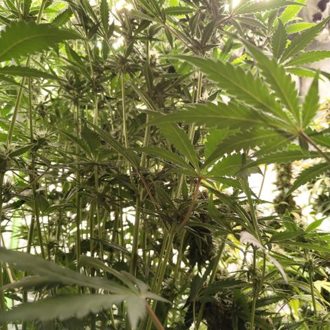 Das Mysteri growlog timeline photo