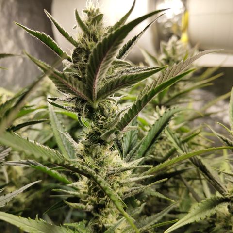 Das Mysteri growlog timeline photo