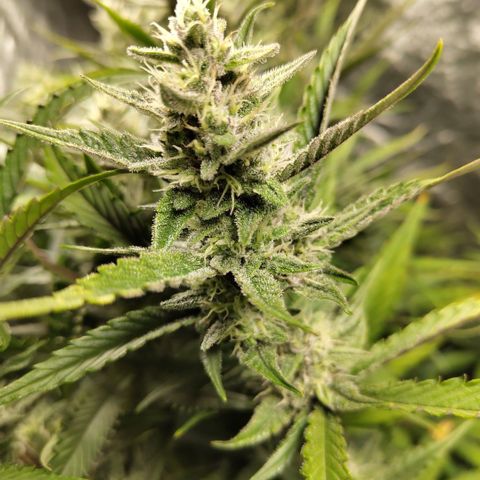 Das Mysteri growlog timeline photo