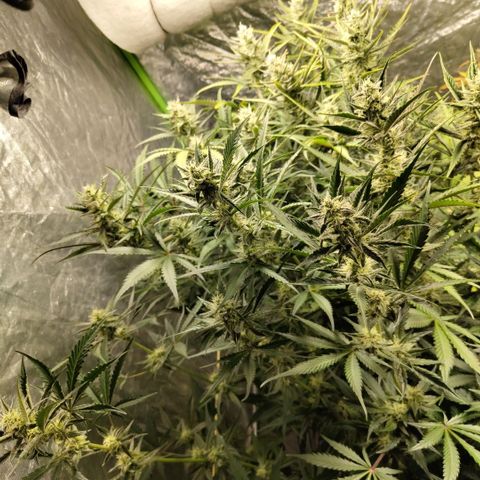 Das Mysteri growlog timeline photo