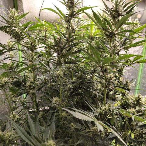 Das Mysteri growlog timeline photo
