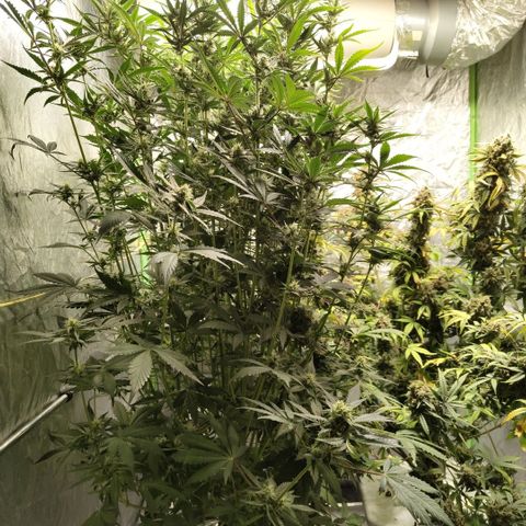 Das Mysteri growlog timeline photo