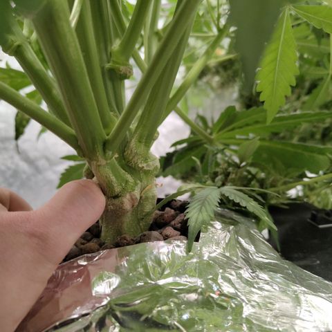 Das Mysteri growlog timeline photo