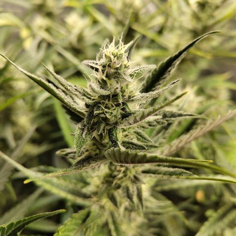 Das Mysteri growlog timeline photo