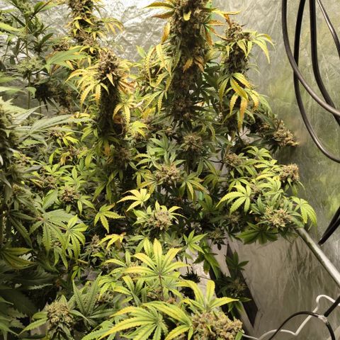 Gorilla Z #3 growlog timeline photo