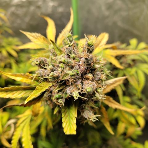 Gorilla Z #3 growlog timeline photo