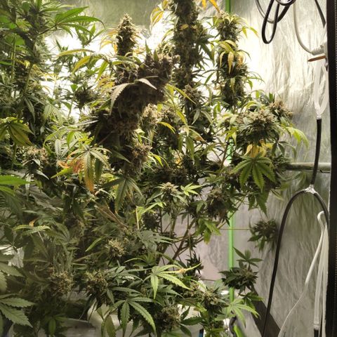 Gorilla Z #3 growlog timeline photo