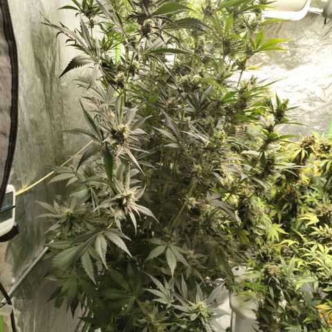 Das Mysteri growlog timeline photo