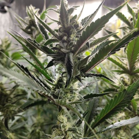 Das Mysteri growlog timeline photo