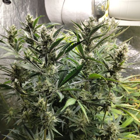 Das Mysteri growlog timeline photo