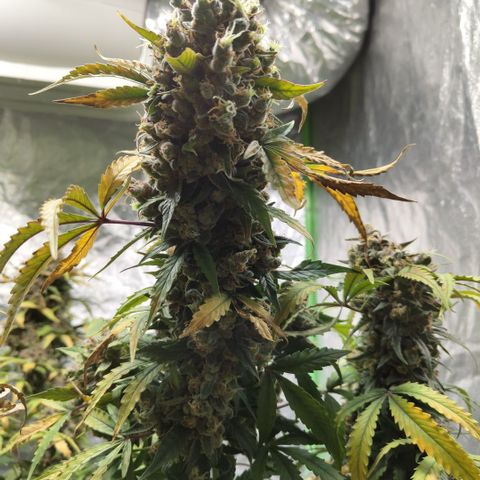 Gorilla Z #3 growlog timeline photo
