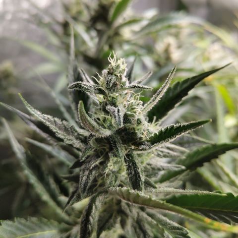 Das Mysteri growlog timeline photo