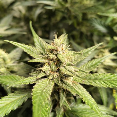 Das Mysteri growlog timeline photo