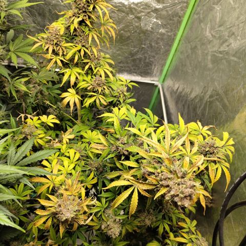 Gorilla Z #3 growlog timeline photo