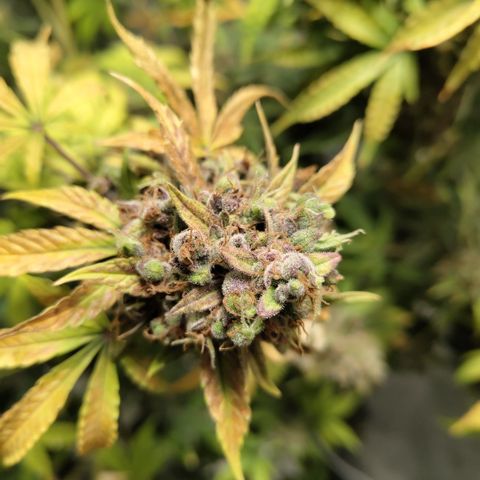 Gorilla Z #3 growlog timeline photo