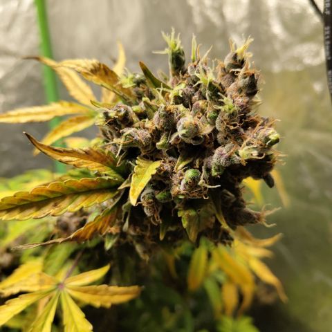 Gorilla Z #3 growlog timeline photo