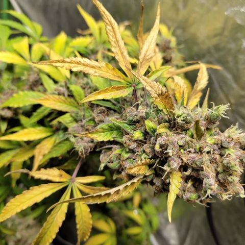 Gorilla Z #3 growlog timeline photo