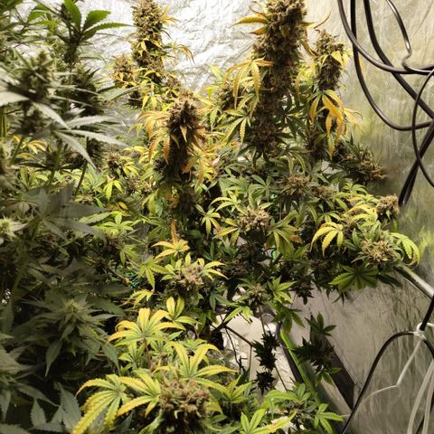 Gorilla Z #3 growlog timeline photo