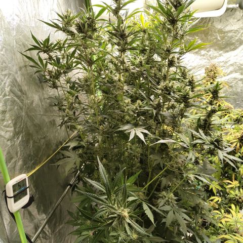 Das Mysteri growlog timeline photo