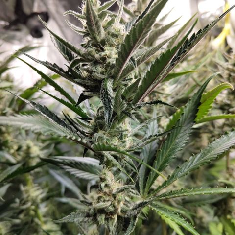 Das Mysteri growlog timeline photo
