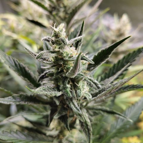 Das Mysteri growlog timeline photo