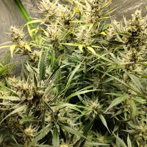 Das Mysteri growlog timeline photo