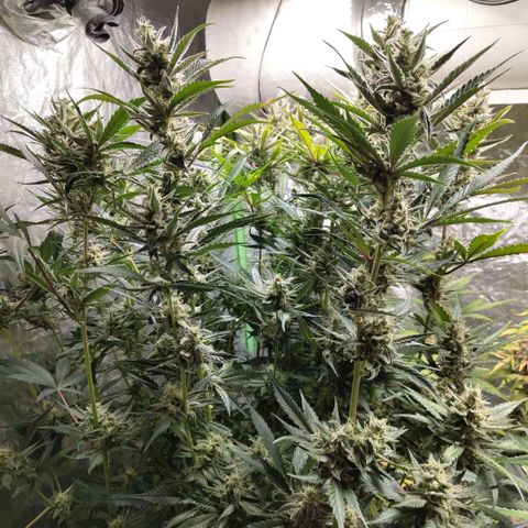 Das Mysteri growlog timeline photo
