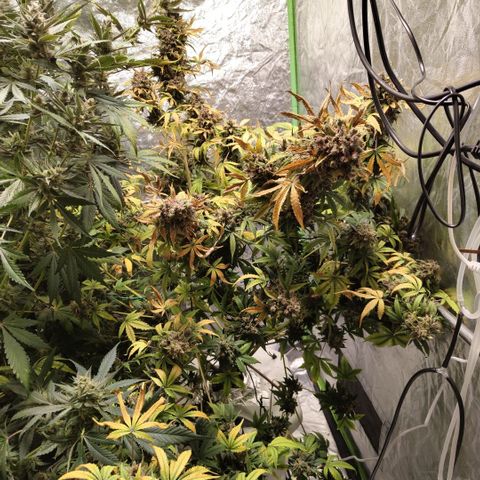 Gorilla Z #3 growlog photo: Before trim
