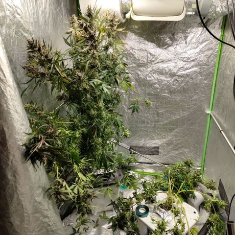 Gorilla Z #3 growlog timeline photo