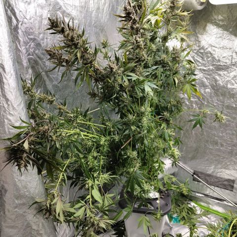 Das Mysteri growlog photo: Fuuuuuuuuuuuuu