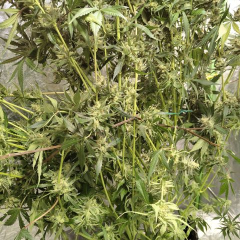 Das Mysteri growlog photo: Fuuuuuuuuuuuuu