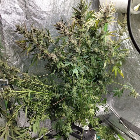 Das Mysteri growlog photo: Fuuuuuuuuuuuuu