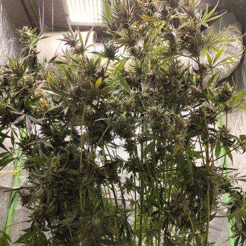 Das Mysteri growlog photo: Phiew