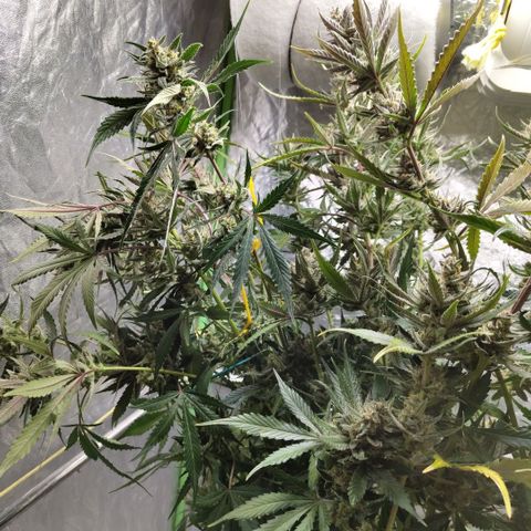 Das Mysteri growlog photo: Phiew
