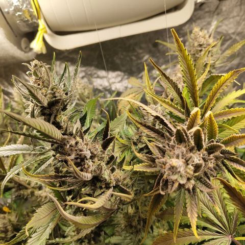 Das Mysteri growlog photo: Phiew