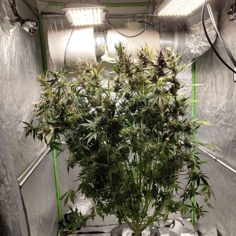 Das Mysteri growlog photo: Phiew