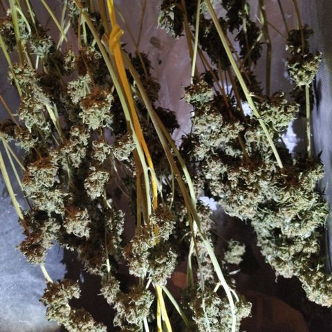 Gorilla Z #3 growlog timeline photo