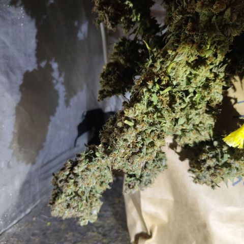 Gorilla Z #3 growlog timeline photo