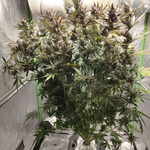 Das Mysteri growlog timeline photo