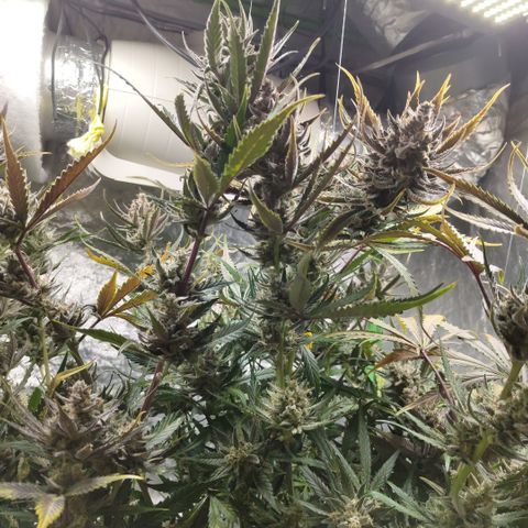 Das Mysteri growlog timeline photo