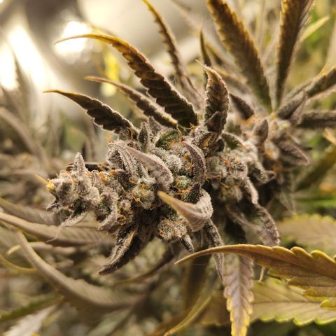 Das Mysteri growlog timeline photo