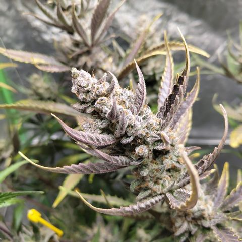 Das Mysteri growlog timeline photo