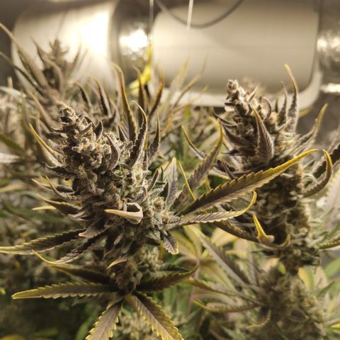 Das Mysteri growlog timeline photo