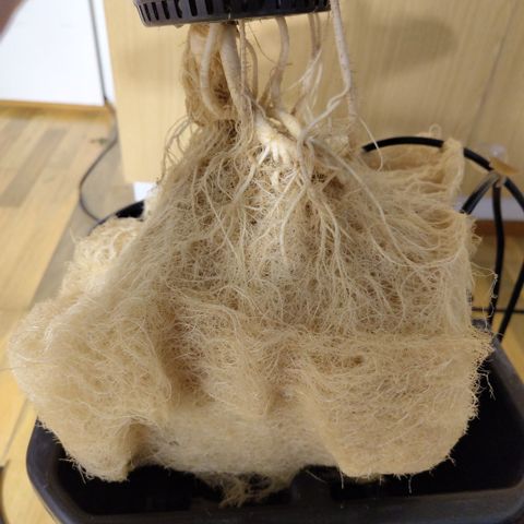 Gorilla Z #3 growlog photo: Final roots